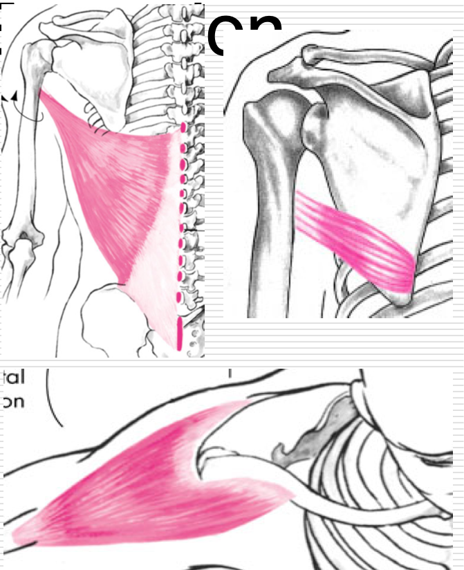 <p>Agonists</p><ul><li><p>Teres Major</p></li><li><p>Latissimus Dorsi </p></li><li><p>Deltoid - posterior </p></li></ul><p></p>