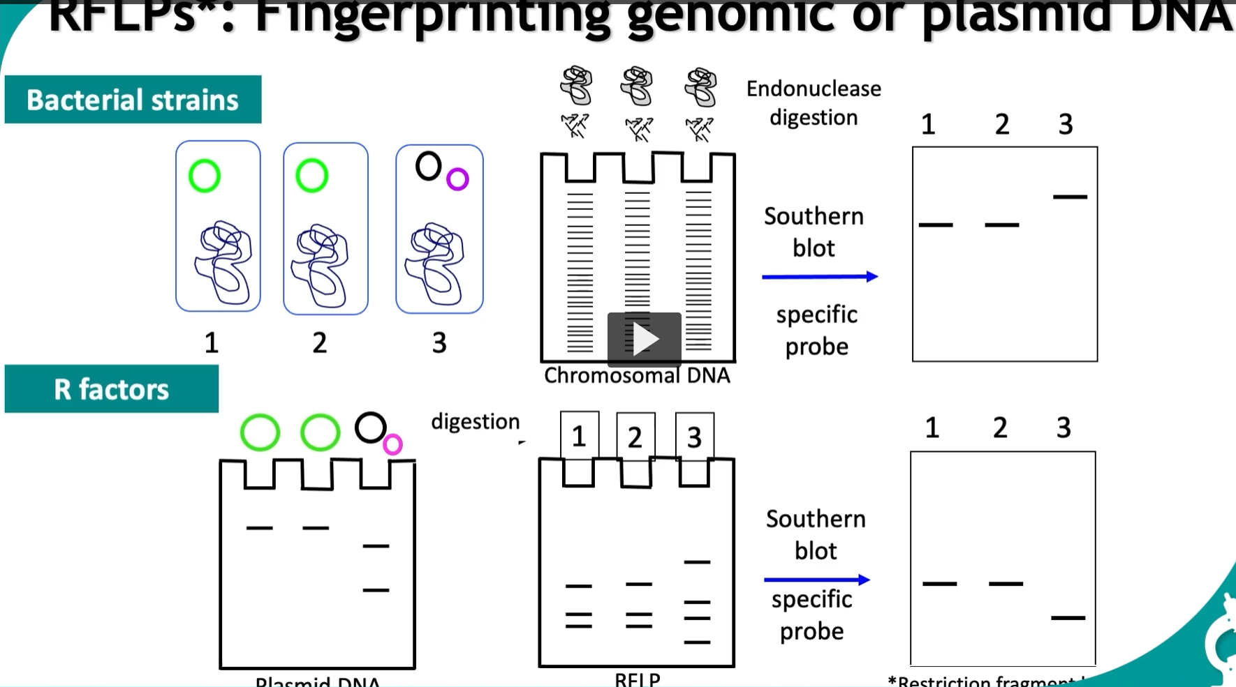 <p>when DNA is digested with restriction enzymes, this process is known as RESTRICTION, FRAGMENT LENGTH POLYMORPHISM. </p><p>This technique targets specific DNA sequences that are unique to an organism, creating a distinctive fingerprint, useful for diagnostics. </p><p>The process involves: </p><ol><li><p>isolating DNA</p></li><li><p>digesting it with restriction enzymes</p></li><li><p>separating the resulting fragments using agarose gel electrophoresis. </p></li></ol><p>to enhance specificity, probes can hybridize conserved regions of the DNA, providing precise identification. </p><ol start="4"><li><p>In this example, we use RFLP to differentiate between three bacterial strains, </p></li></ol><p>we isolate</p><ol><li><p>chromosomal DNA</p></li><li><p>digest it with type II endonucleases</p></li><li><p>and separate the fragments by gel electrophoresis. </p></li><li><p>Specificity is enhanced by hybridizing the specific probe that identifies the DNA fragment. </p></li><li><p>The results show that strains I and II are identical while strain III is a different bacterium. (strain III is at a different position)</p></li></ol><p></p>