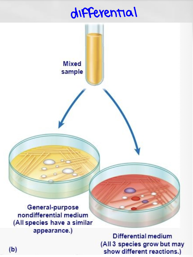 <p>Differential media allow multiple organisms to grow but distinguish them based on visible differences such as color or growth patterns.</p>