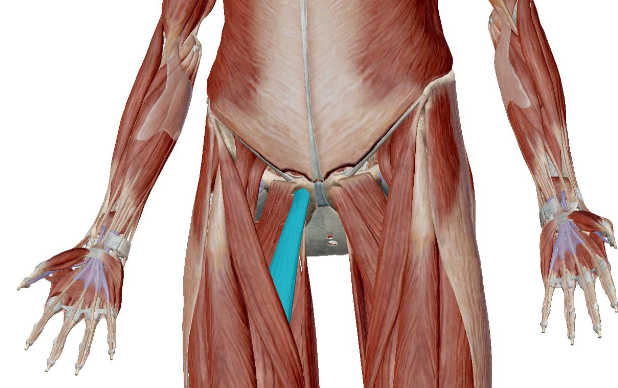 <p>what muscle is this</p>