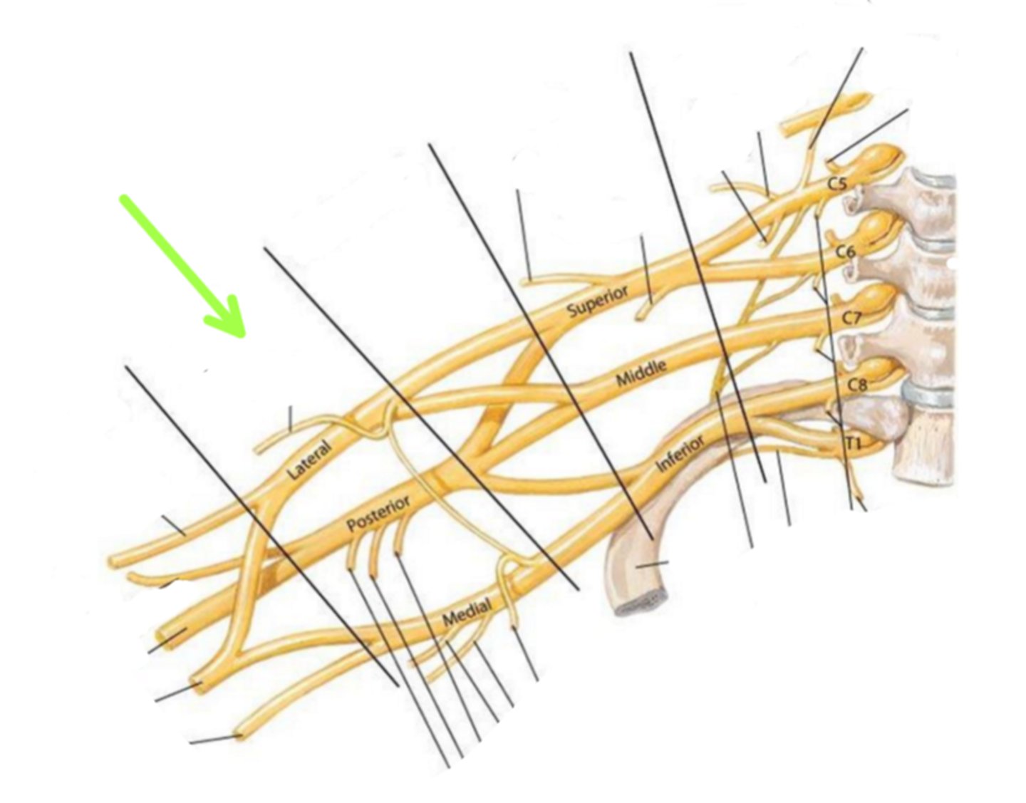 <p>Identify the structure indicated by the arrow</p>
