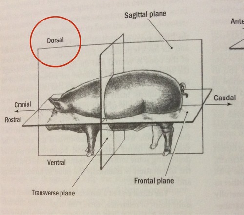 <p><span style="background-color: transparent;">Refers to the underside or belly side of the pig.</span></p>