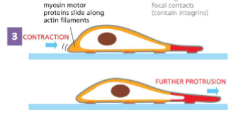 <p>Rest of the cell drags itself forward using</p><p>the attachment points for traction</p><p>Myosin I motor attached to the plasma</p><p>membrane moves along actin filaments. This</p><p>brings the tail end of the cell forward</p><p>• Cell contraction</p>