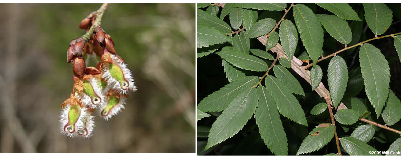 <p>Family<br>Genus<br>Species<br>Common Name</p>