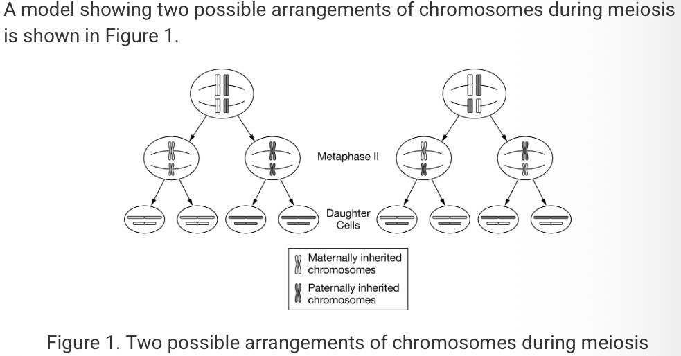 <p><span><span>Which of the following questions about genetic diversity could most appropriately be answered by analysis of the model in Figure 1 ?</span></span></p>