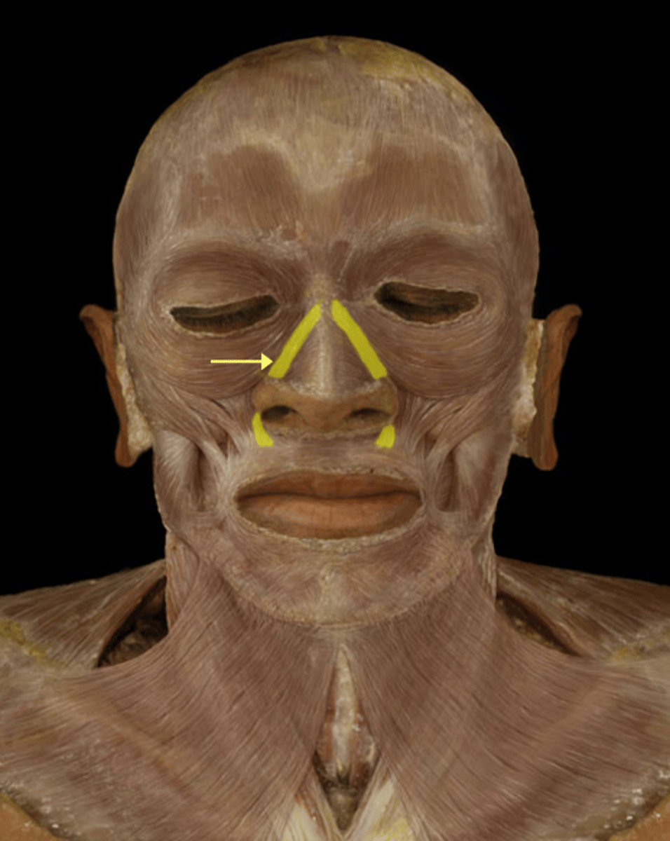 <p>action: raises upper lip &amp; opens nostrils</p><p>*innervated by CN VII (Facial n.)</p>