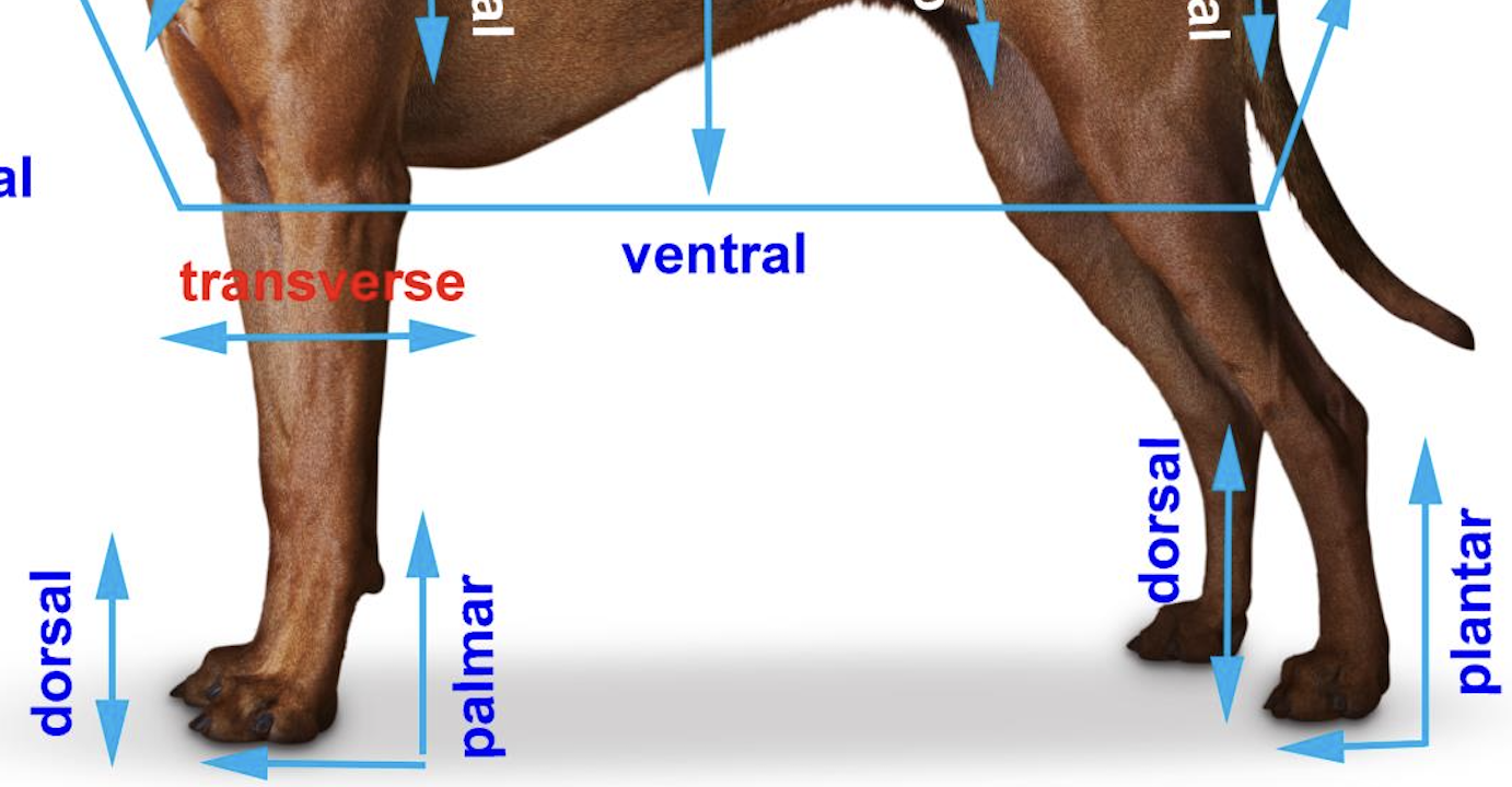 <p>Ground surface of front foot</p>