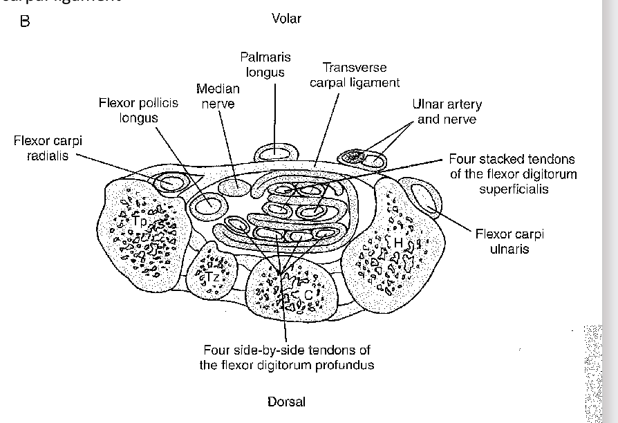 <p><span>The carpal tunnel</span></p>