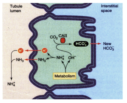 <p>glutamine metabolism leads to production of NH4+ and OH-. excretion of 1 H+ as a NH4+ = 1 new HCO3- generated</p>