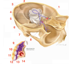 <p>What structure is 12?</p>
