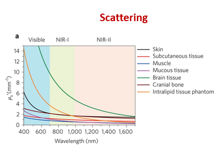 <ol><li><p>inelastic Raman scattering → determines how deep you can penetrate tissue</p></li><li><p>low frequency/short wavelength red to infrared light scatter less and can therefore penetrate deeper into the tissue </p></li></ol><p></p>