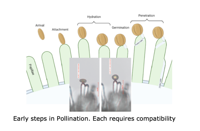 <p>Early steps in pollination (each requires compatibility).</p><p></p><p>Fertilization in flowers requires getting the pollen tube to the ovules. There are several steps involved, each of which requires cooperation between male and female structures. You will see in lab that in animals the block to cross species fertilization occurs at the egg- in flowers it is more a matter of several steps of required cooperation. But this is not the same as a dedicated system of preventing an event – so cross pollination between species does happen and has been crucial for the generation of many agriculturally important plants.</p>
