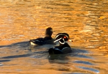 <p>Wood duck</p>