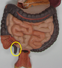 <p>• Worm-like structure that hangs off the cecum of the large intestine (proximal end of the large intestine)</p><p>• Contains a large number of lymphoid follicles</p><p>• Have the same function has Peyer's patches</p><p>• Because of its structure, the appendixis prone to trapping pathogens and becoming infected</p>