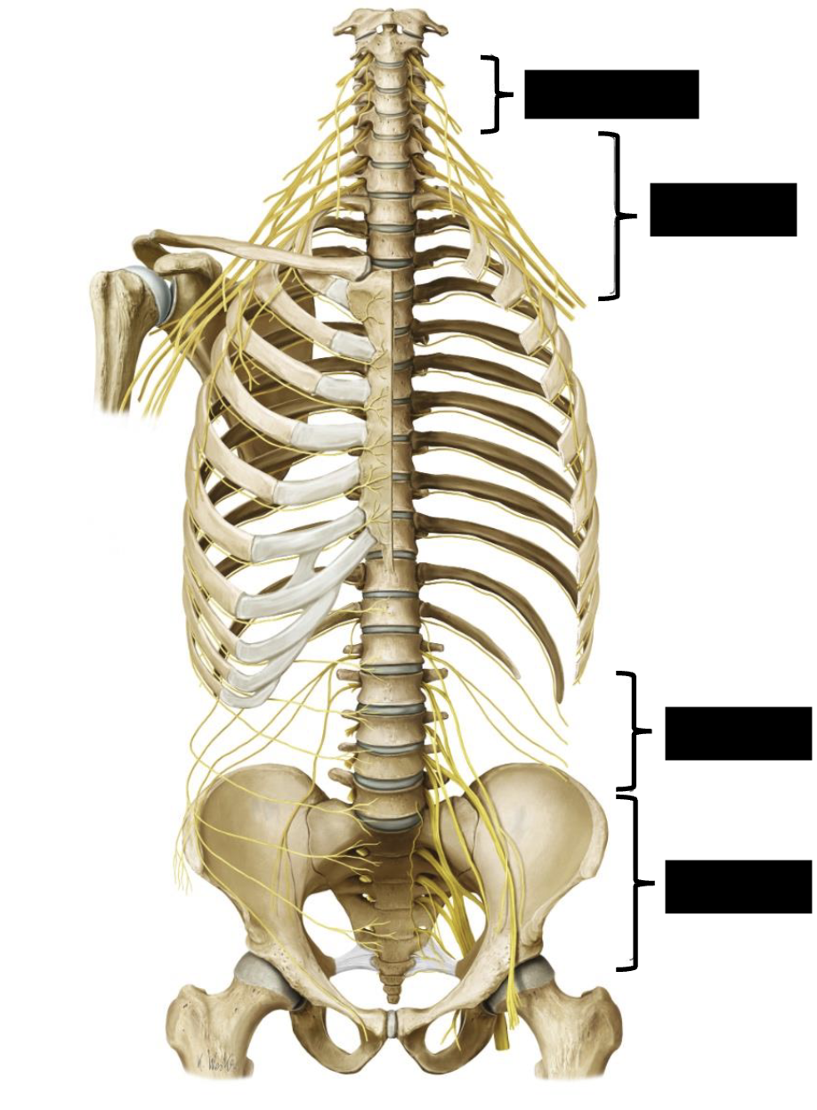 <p>name the spinal nerve plexuses</p>