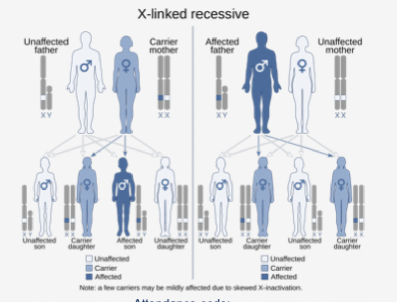 <p>Certain genes are usually X-linked, because there are more genes on the X chromosome than the Y, which means that recessive X-linked diseases are more readily expressed in males</p><p>If the father is the X-linked gene carrier, he cannot pass this onto his sons because they must inherit his Y chromosome</p>