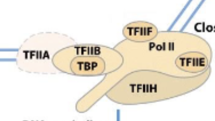 <p>Requires TFIIA + TFIIB and TFIID (Within it TBP) attached to Pol II which is then attached to TFIIH, TFIIF, and TFIIE</p>