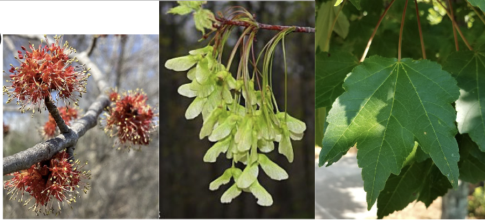 <p>Family<br>Genus<br>Species<br>Common Name</p>