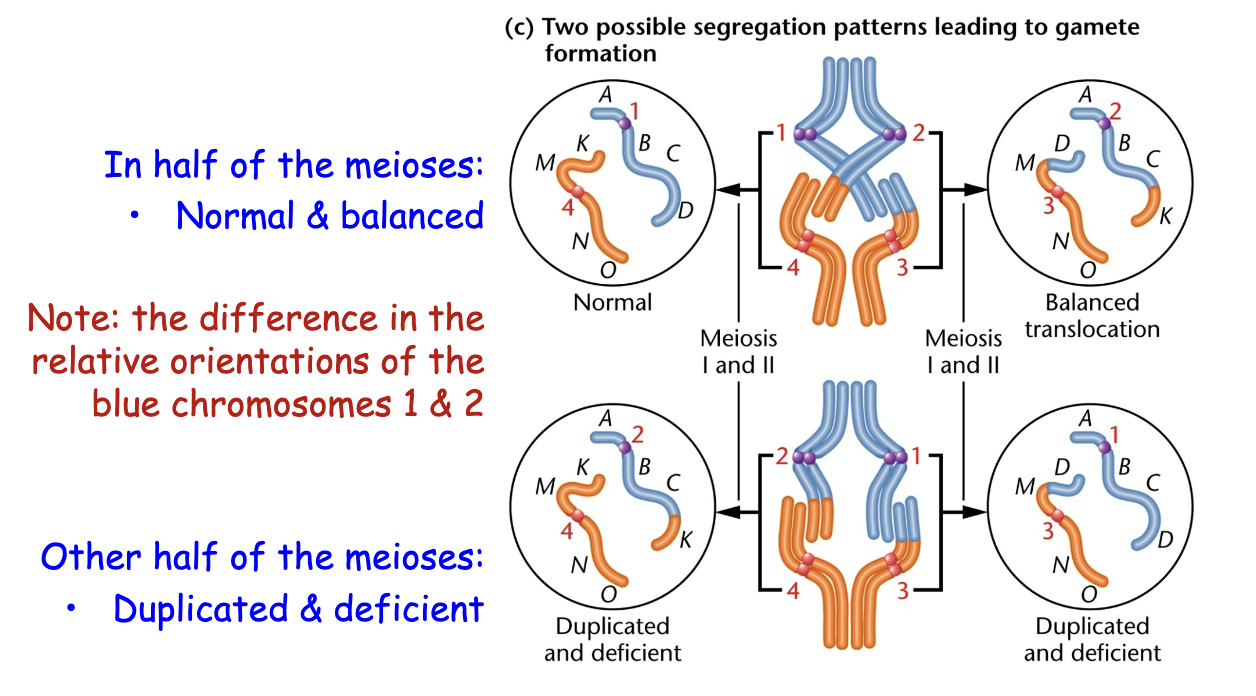 <p>Definition: Fusion of two different chromosomes </p><ul><li><p>These can be reciprocal or nonreciprocal </p></li></ul><p>Consequences </p><ul><li><p>A change in the order of genes </p></li><li><p>No loss of genetic information </p><ul><li><p>Genes are on different chromosomes (linked to different centromeres) </p></li><li><p>However, if the break point is within a gene or changes expression of a gene (e.g., an oncogene), then there are consequences </p></li></ul></li><li><p>Consequences can vary; generally, no effect on viability but decreased fertility. </p></li></ul><p>Recognized by </p><ul><li><p>Pairs of synapsed chromosomes during meiosis (cytological) </p><ul><li><p>Unusual synapsis between that includes different homolog pairs </p></li></ul></li><li><p>Genes show linkage to the genes and the centromere from another different chromosome </p></li><li><p>Semi-sterility (half of the meiotic products are non viable)</p></li></ul><p></p>