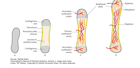 <p><span style="color: rgb(255, 252, 252);">(</span><span style="color: red;">cartilaginous bone</span> <span style="color: red;">formation</span>), bone is preformed in cartilage. Cartilage cells are buried in a matrix and grow by the proliferation of cells and production of matrix. Over time, the cartilage is replaced by bone.</p><p>Supporting shell of bone laid down → cells die, leaving empty space in the calcified cartilage (periosteum) → invaded by blood vessels → bone laid down by osteoblasts → primary ossification center, which is in middle of the long bones → spreads toward the end in both directions → secondary ossification center develop at the end of each cartilaginous model→ ossification proceeds in all directions. </p>