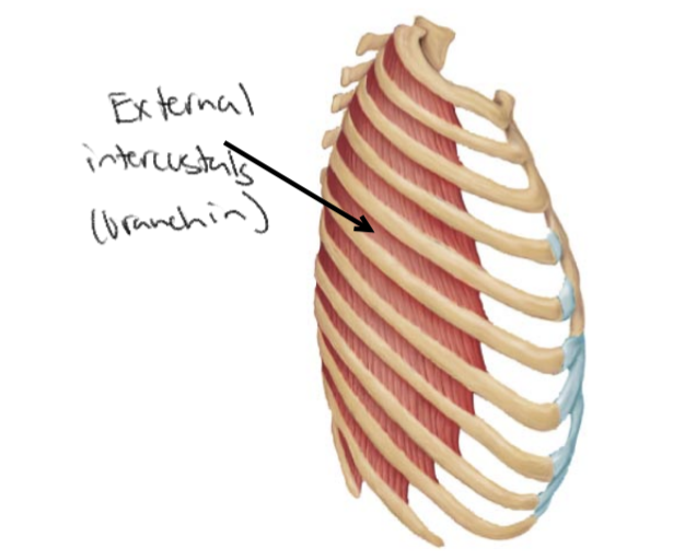 <p>What is the site of origin for <strong><u>External intercostal</u></strong>?</p>