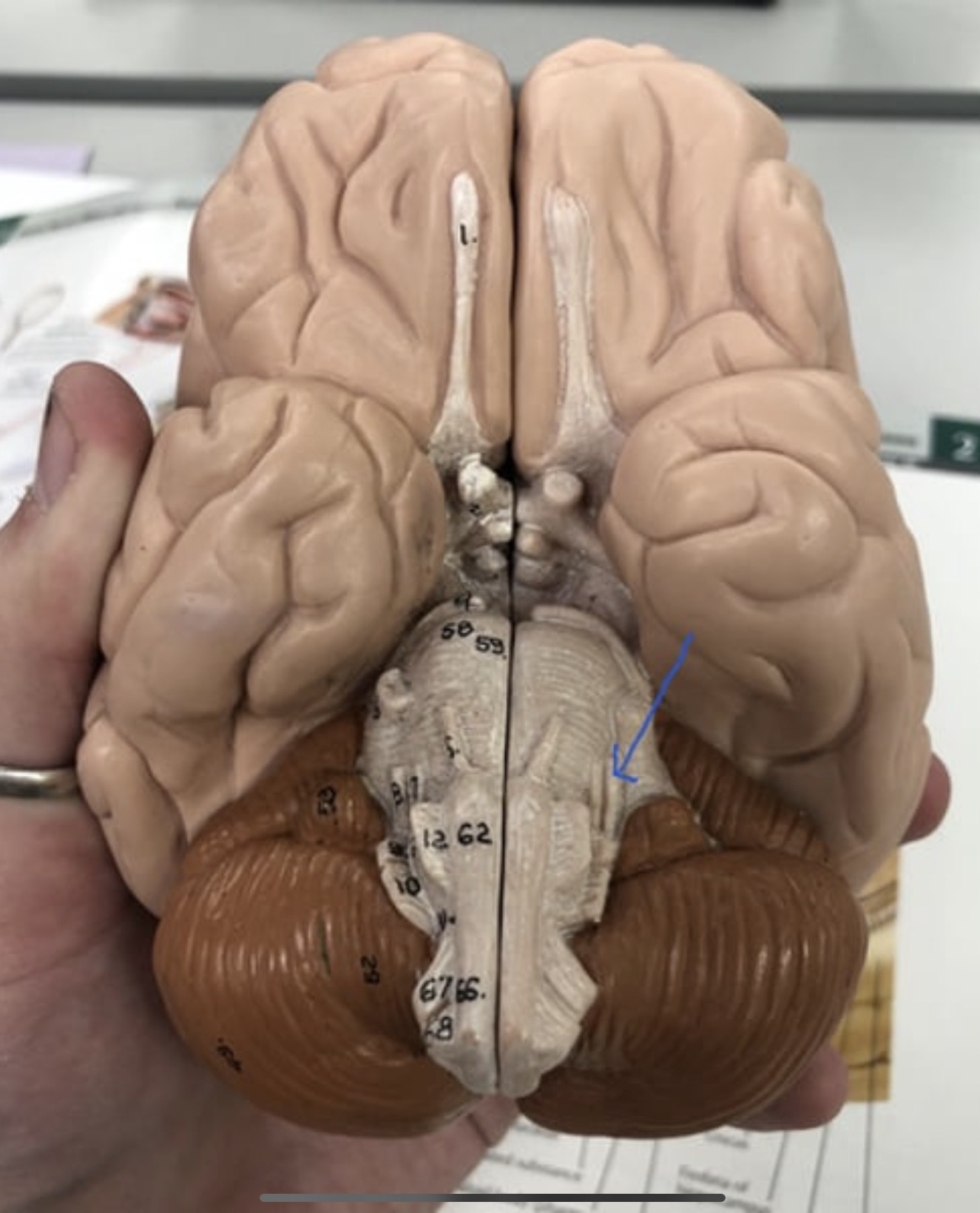 knowt flashcard image