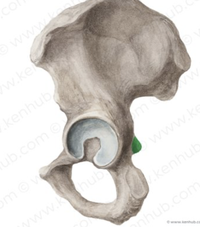 <p>What is the green highlighted structure?</p>