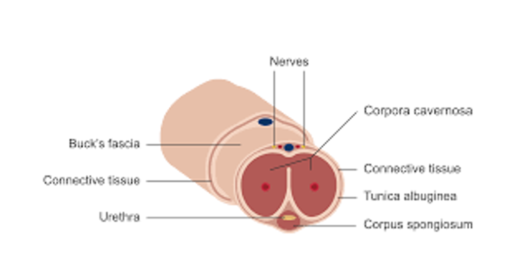 <p>What does this refer to</p><ul><li><p>Urethral rupture —> Blood present at the urethral meatus</p><ul><li><p>Contraindication for foley catheter</p></li></ul></li><li><p>Indication for foley</p><ul><li><p>Inability or difficulty with voiding</p></li><li><p>Palpable, distended bladder</p></li></ul></li><li><p>Hematoma in sleeve distribution (along shaft of penis) – distal urethral injury</p><ul><li><p>Buck’s fascia intact</p></li></ul></li><li><p>Butterfly hematoma (with extravasation into scrotum) – distal urethral injury</p><ul><li><p>Buck’s fascia is not intact</p></li></ul></li></ul><p></p>