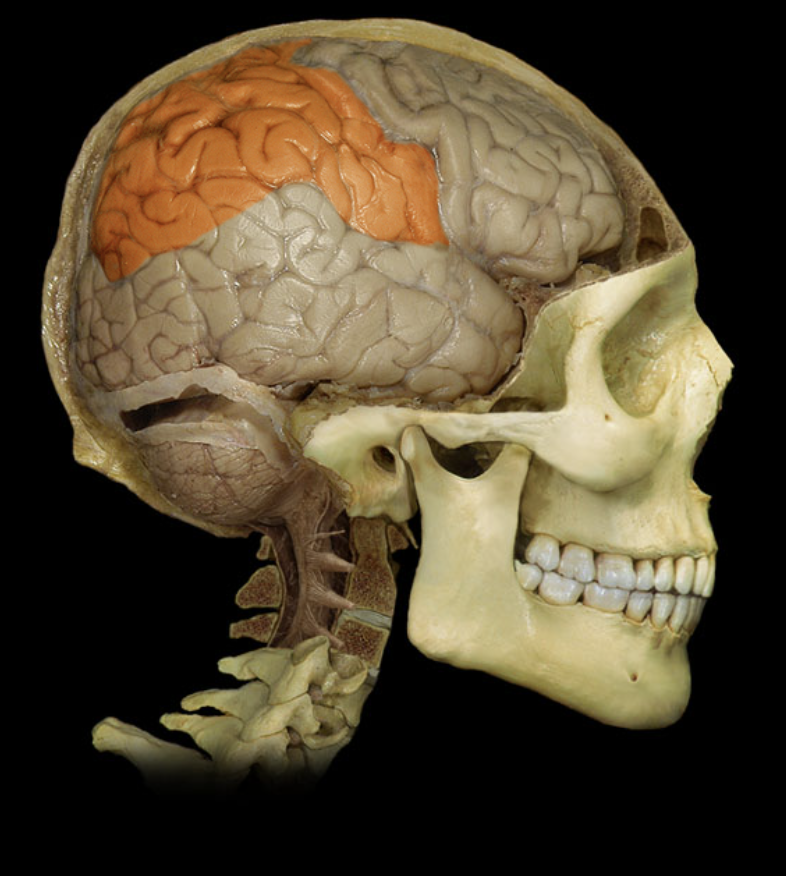 <p>What brain part is this?</p>