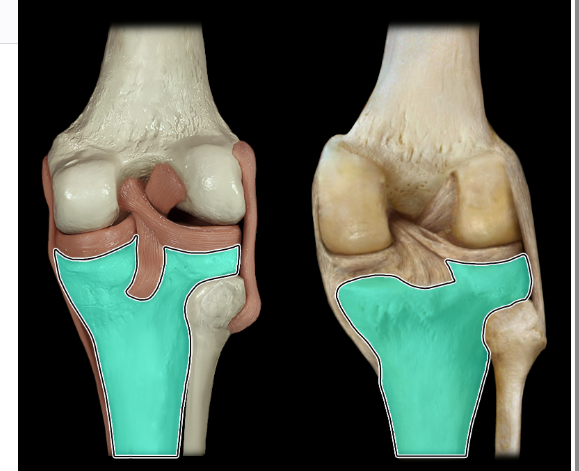 <p>posterior</p>