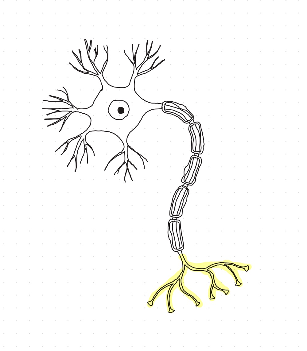 <p>Presynaptic terminal</p>
