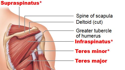 <p>Supraspinatus, Infraspinatus, Teres minor, subscapularis</p>