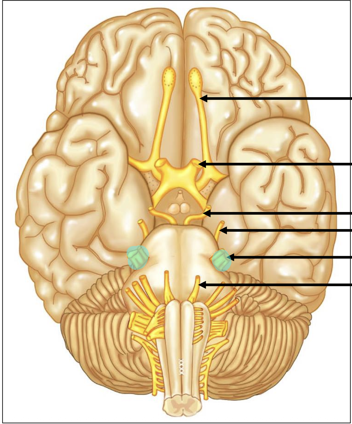 <p>Name the highlighted nerve</p>