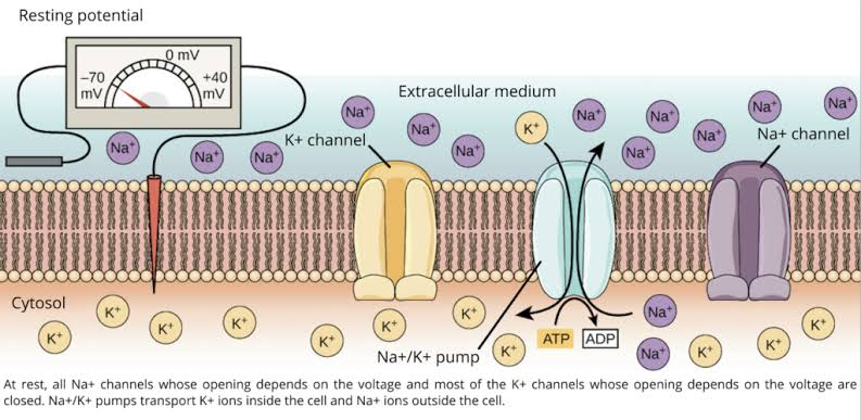 <p>Voltage-gated Na+ Channel</p>