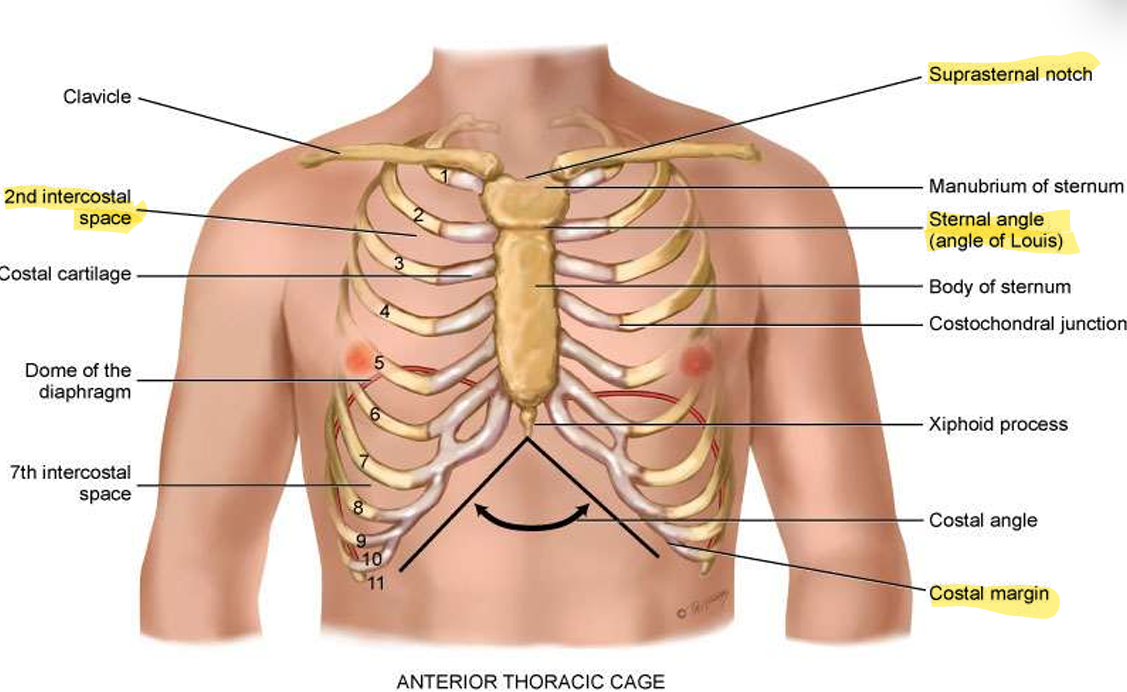 <ul><li><p>Suprasternal notch</p></li><li><p>Sternal angle (angle of Louis)</p></li><li><p>Costal margin</p></li><li><p>2nd Intercostal space</p></li></ul><p></p>