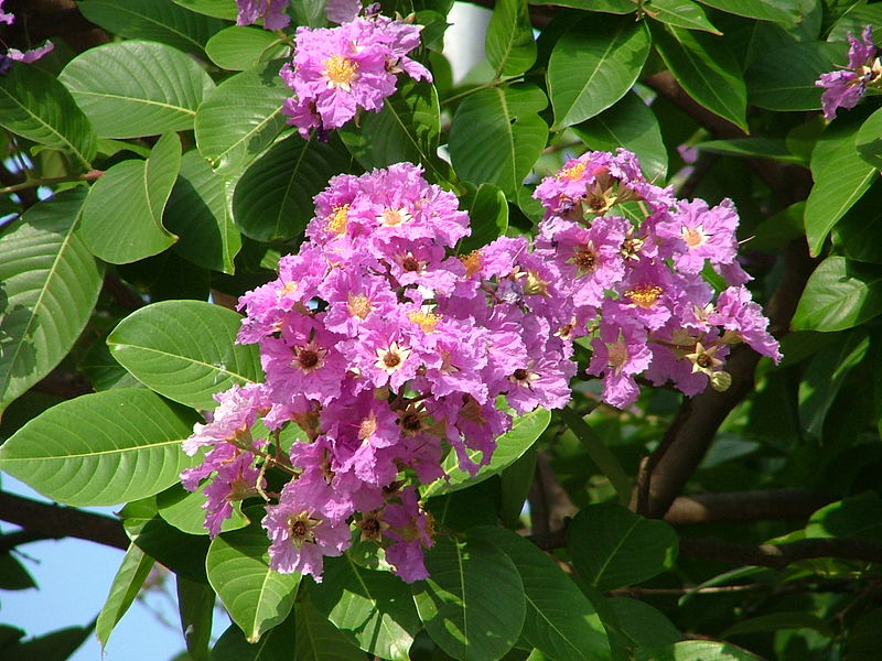 <p><strong>Common Name</strong>: <span style="background-color: transparent; font-family: "Helvetica Neue", sans-serif;">Crepe Myrtle (English); banaba (Tagalog)</span></p><p><strong>Parts Used</strong>: Leaves</p><p><strong>Use/s</strong>: <strong><u>Anti-diabetic</u></strong>, <strong><u>anti-obesity</u></strong>, anti-cancer, antioxidant, antibacterial, anti-inflammatory, analgesic, anti-hepatic steatosis, anti-ulcerative colitis, anti-cariogenic, and anti-HIV</p><p><strong>Major Metabolites</strong>: <strong><u>Lagerstroemin (ellagitannins)</u></strong>, <strong><u>corosolic acid (triterpenes)</u></strong>, quercetin-type flavonoids, phenolic acids</p>