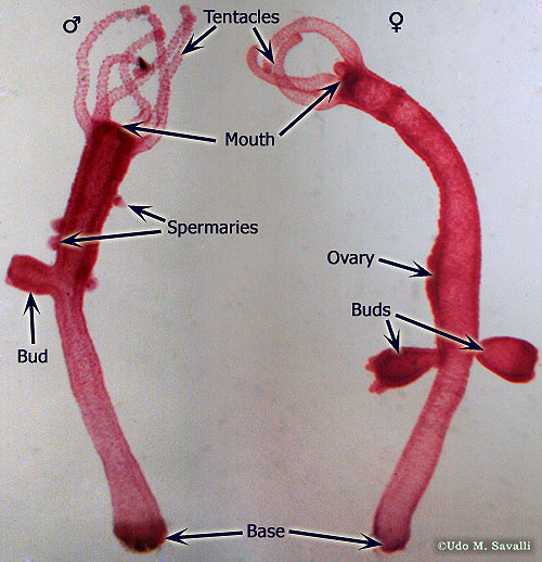 <p>Hydra Spermary</p>