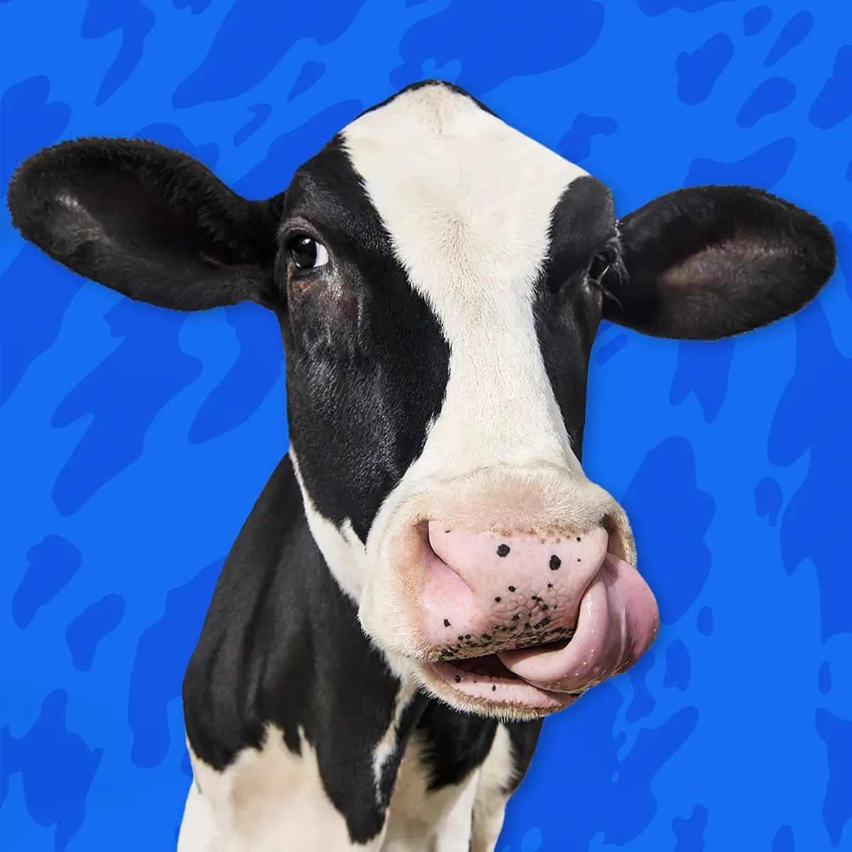 <p>Cash Cows represent what on the BCG Matrix?</p>