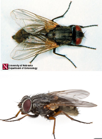 <p>Hypopleuron bare</p>