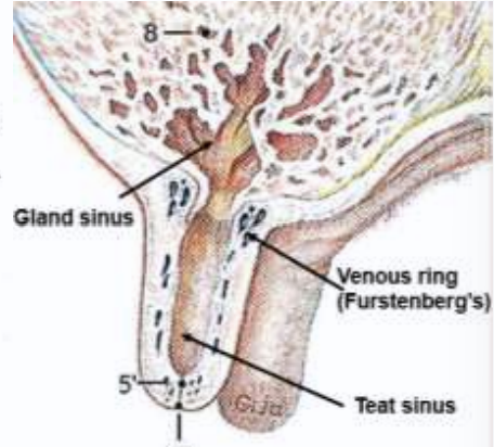 <p>milk storage compartment + site for cannulation or teat dilators</p><p>composed gland sinus and teat sinus</p><p>teat canal/ papillary duct has longitudinal folds projecting into the sinus</p>