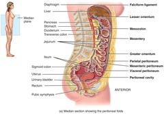 <p>Serous, located in the abdominopelvic cavity.</p>