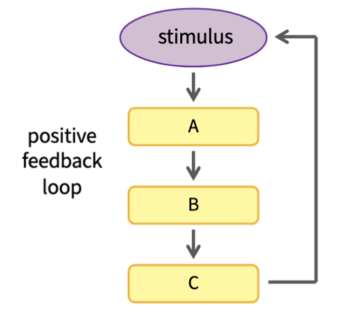 <ul><li><p>Amplification achieved through positive feedback loops (has activation arrow- the long one)</p><ul><li><p>Brings the variable farther from the setpoint. Doesn’t promote homeostasis</p></li></ul></li><li><p>When a stimulus changes, the feedback loop acts to BOOST that change</p></li><li><p>Even number of inhibition arrows or just none</p></li></ul><p></p>