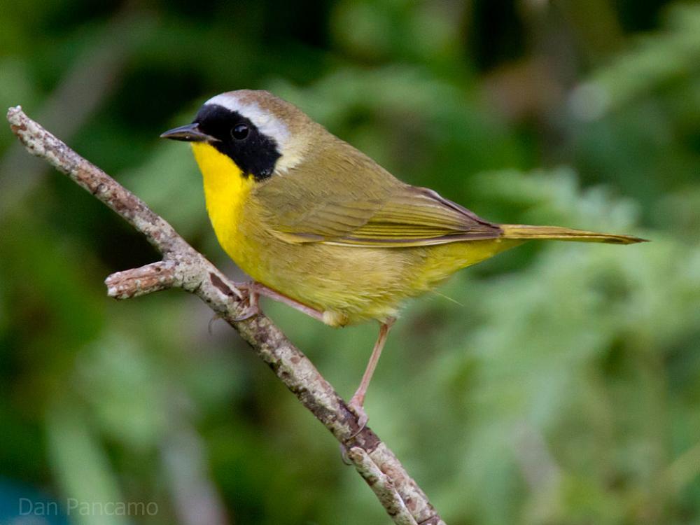 <p>Common Yellowthroat</p>