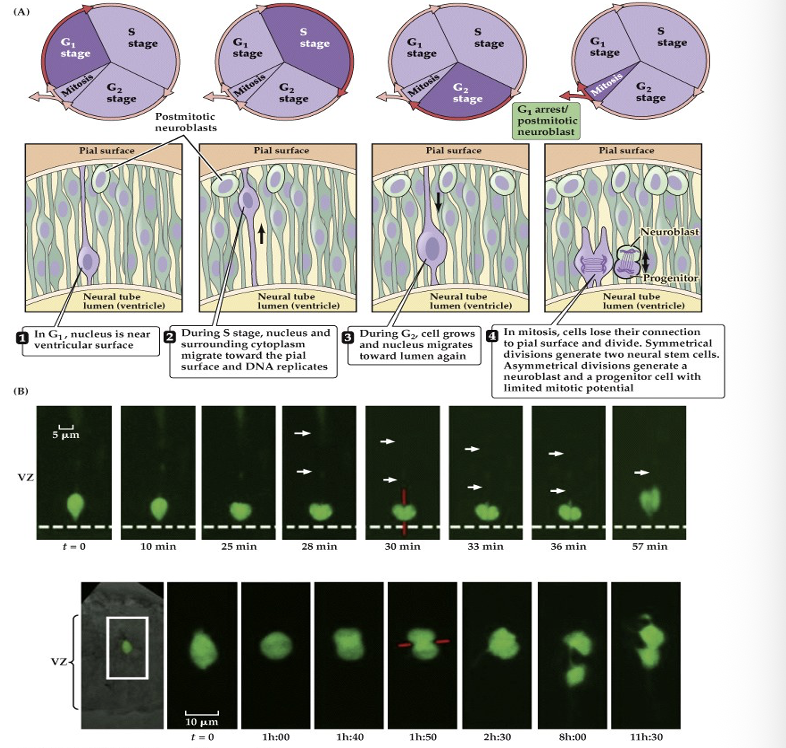 <p><span><strong>22.8&nbsp; Neural precursor cells undergo mitosis in the ventricular zone.</strong></span></p>