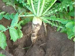 <p>Radish</p>
