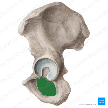 <p>ischium</p>