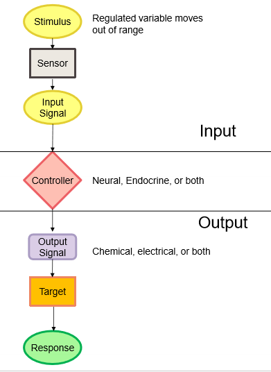 <ul><li><p>stimulus → sensor → input signal → controller → output signal → target → response</p></li><li><p>ex: knee jerk reflex</p></li></ul><p></p>