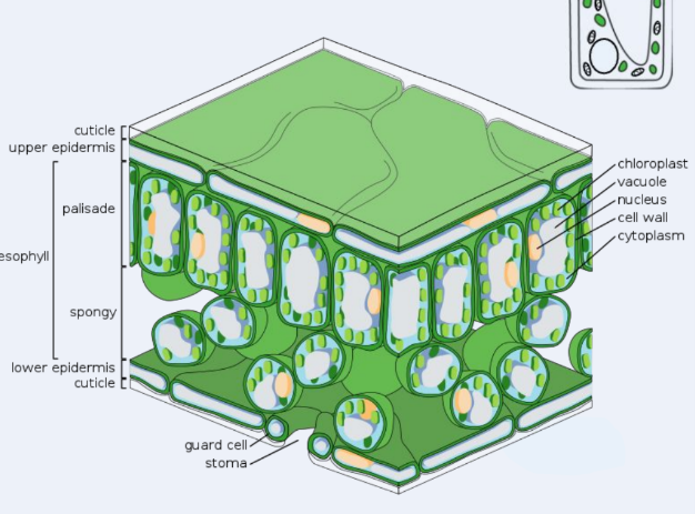 <ul><li><p>The upper epidermis has a waxy cuticle to prevent water loss</p></li><li><p>Palisade mesophyll tissue has leaf cells with many chloroplasts for photosynthesis</p></li><li><p>The spongy mesophyll tissue has air spaces for the diffusion of gases.</p></li></ul><p></p><p>(cut-out text is mesophyll)</p>