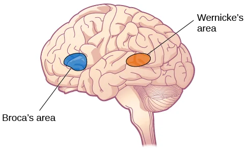 <p>Broca’s Area</p>