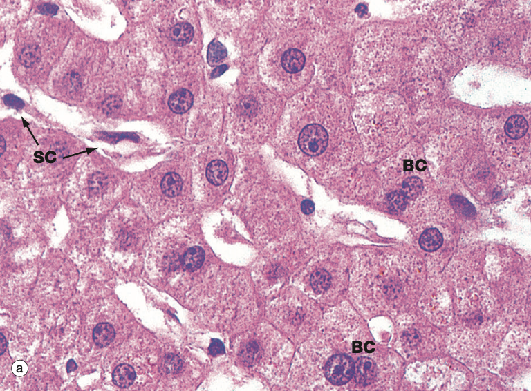 <p>Identify the Organ and Structures?</p>